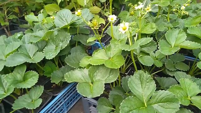 Горжусь Своей командой И Собой // Ягодная Усадьба смотреть онлайн