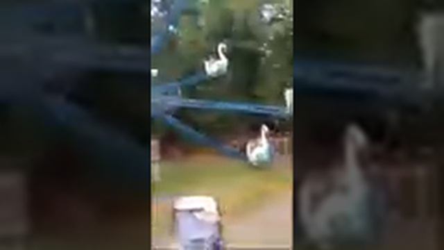 Парк. Лебеди. Центр. Владикавказ. смотреть онлайн