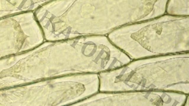 Plazmoliza w komórkach cebuli zwyczajnej (Allium cepa) смотреть онлайн