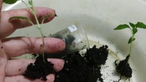 Когда и как правильно пикировать баклажаны?Заглубление баклажан при пикировке Дополнительные корни.