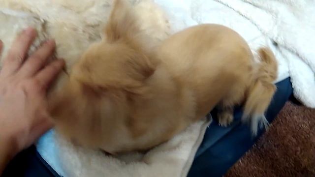 Чихуахуа охраняет свой домик смотреть онлайн