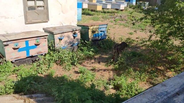 ПОЗДНИЙ ОТВОДОК И ЕГО РАЗВИТИЕ на одну рамку расплода смотреть онлайн