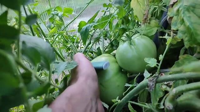 Урожайные крупноплодные томаты. Сорт Розовый Кит. Обзор сорта и отзыв смотреть онлайн