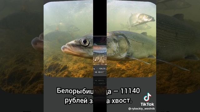 Штрафы за особо ценные породы рыб. смотреть онлайн