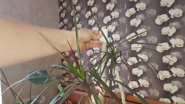 Пробуждаю много макушек у Драцены, Монстера АЛЬБА в КЕРАМЗИТЕ как орхидея #WITHME