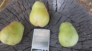 Груша сорт Дельбарью RX12/47 Снежка (pear Delbarayu). Обзор плодов.