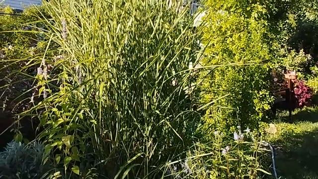 Мой любимый сад в начале августа. И жара и град. Томат Апельсин. Персик Памяти Гришко. смотреть онлайн