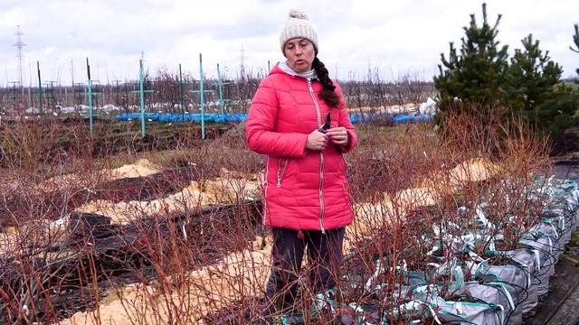 Выращивание голубики в сумках, горшках смотреть онлайн