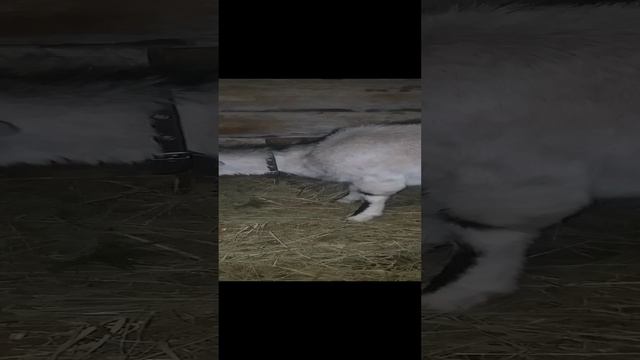 Маркиза Евграфовна