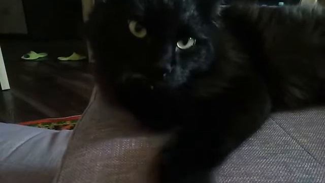 Кот сосет лапу смотреть онлайн