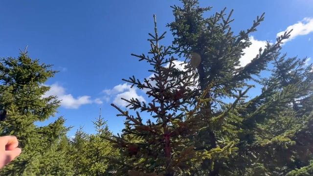 Научно-популярный поход с учеными биологами дендрохронологами в горы Урала. 2 СЕРИЯ ЛЕТО смотреть онлайн