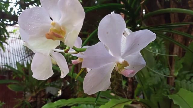 Gardening, Vanda orchids in full bloom смотреть онлайн