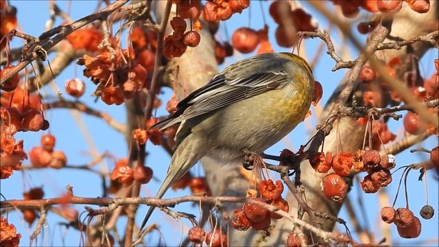Щур обыкновенный смотреть онлайн