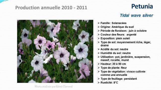 Petunia Tidal wave silver: plante annuelle смотреть онлайн