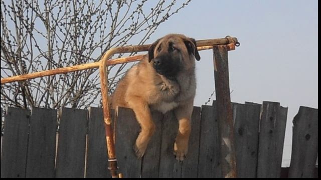 КАТАКЛИЗМ смотреть онлайн