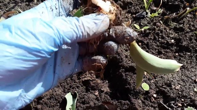 Чем болеют тюльпаны?#тюльпаны#болезнитюльпанов#чемболеюттюльпаны смотреть онлайн