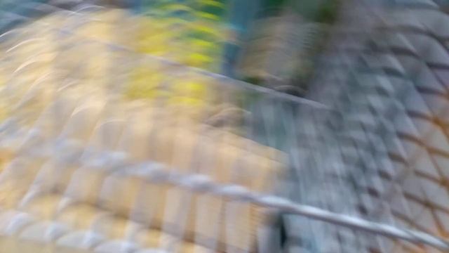 сирийские хомяки на гране вымирания! смотреть онлайн