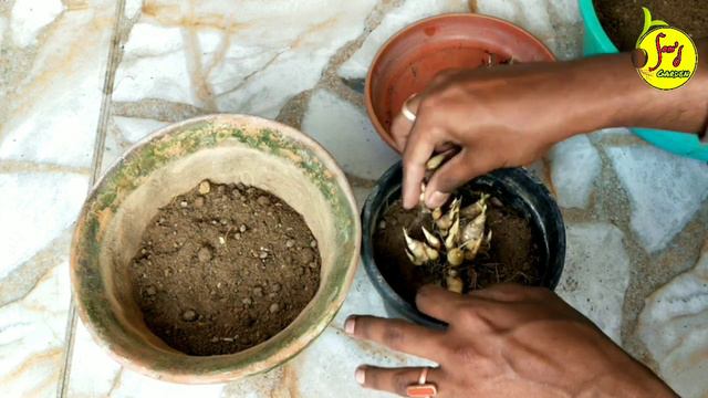 রজনীগন্ধার বাল্ব লাগানোর নিয়ম ।। রজনীগন্ধা গাছের পরিচর্যা ।। Tuberose Flower ।।