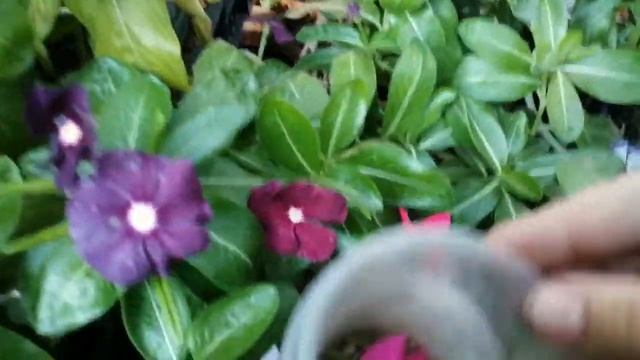 Сами собираем семена с катарантуса. Легко и просто. ПРАВИЛЬНО!!! смотреть онлайн