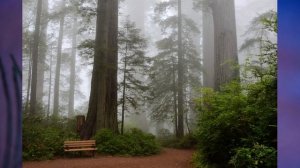 §24 "Жизнь на разных материках", Биология 5 класс, Сивоглазов, Плешаков.mp4