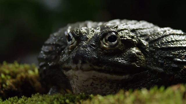 Лягушки Монстры Топ 5 смотреть онлайн