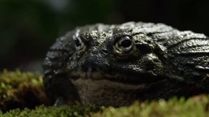 Лягушки Монстры Топ 5