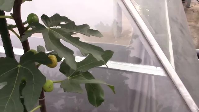 [27 - Q9HCM] Garden Fig: Lemon Fig смотреть онлайн