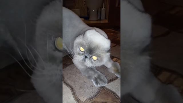 Скоро голосование за президента . Это голос Дюши . смотреть онлайн