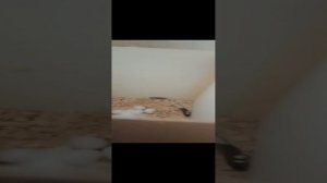 Без названия