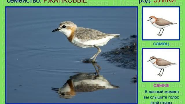 Зуек. 3ч. Африка. Голоса птиц смотреть онлайн