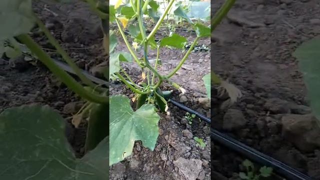 Как вырастить огурцы в теплице смотреть онлайн