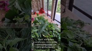 Гидролат для волос из 25 растений. Оздоровление кожи головы, блес и шелковистость волос. Часть 1.