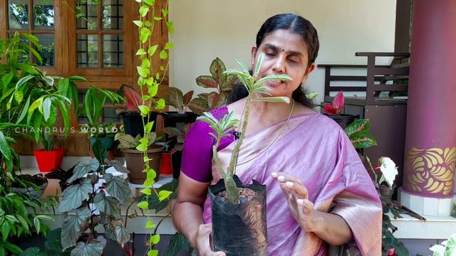Repotting Adenium Plant : Potting Mixture | Garden Tips | Home Garden (Malayalam) смотреть онлайн