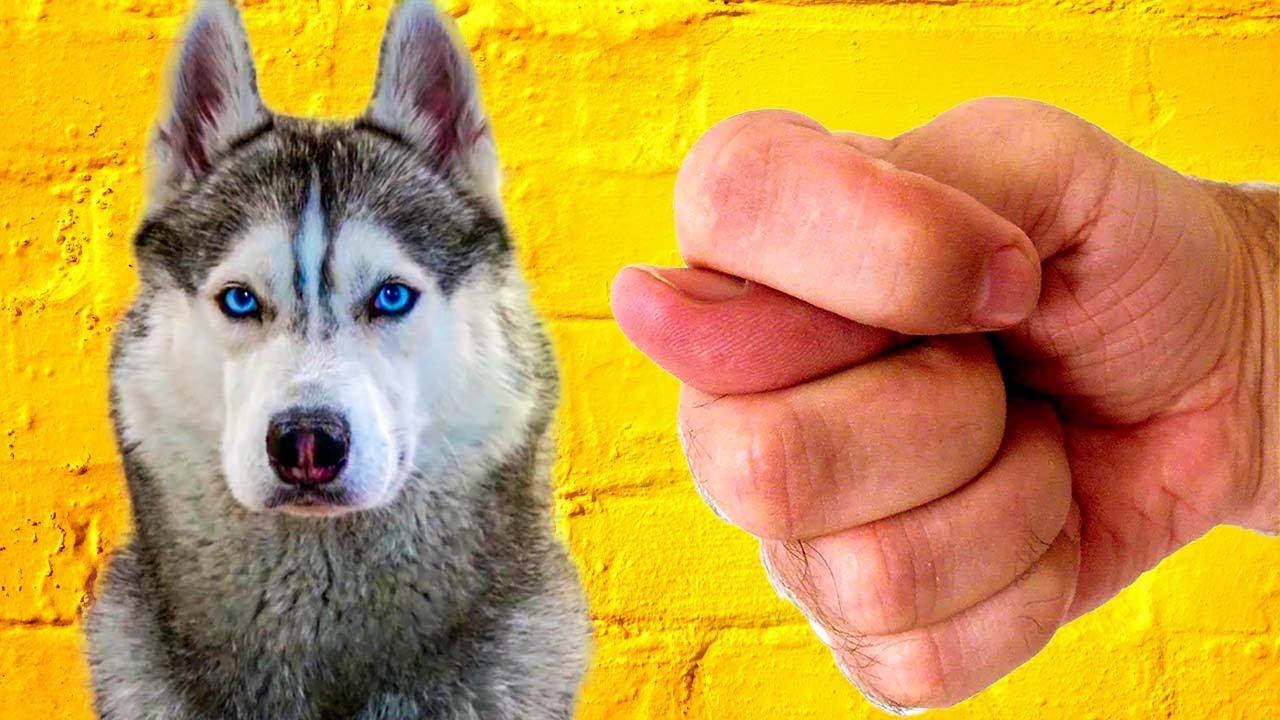 ЧТО МНЕ ДАРИЛИ НА ФАНВСТРЕЧАХ ?? Хаски Бандит Говорящая собака смотреть онлайн