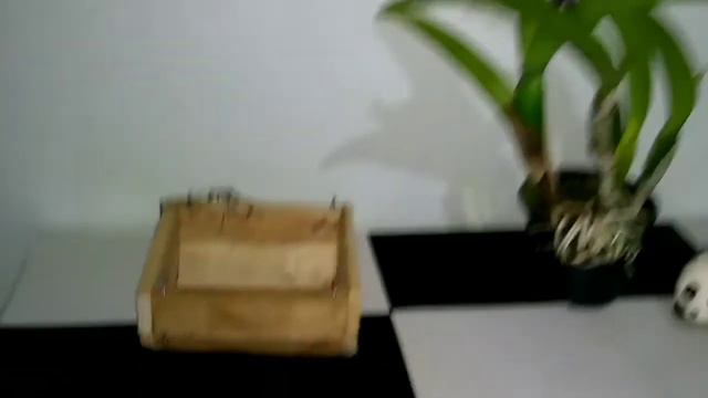 Belíssima Orquídea Cattleya BLC Chia Lin New City смотреть онлайн