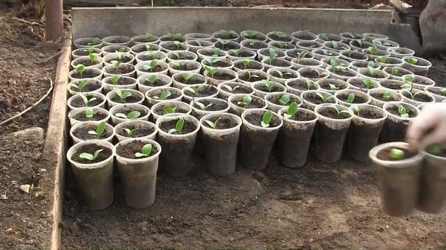 Пикировка огурцов смотреть онлайн