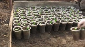 Пикировка огурцов