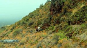 Архар - Самый крупный, горный дикий баран в мире!