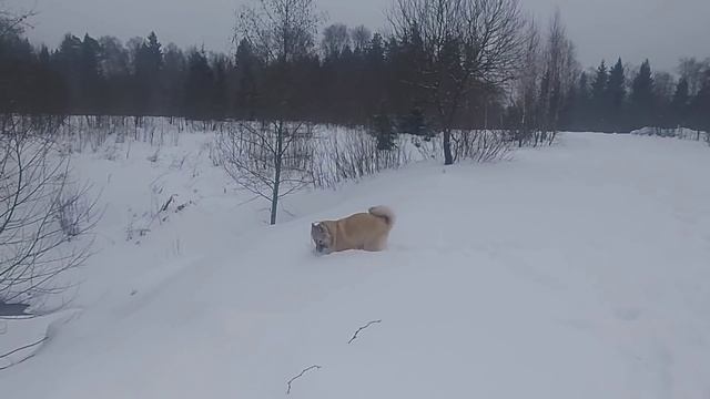 В поисках охоты/Экстремальный день/ смотреть онлайн