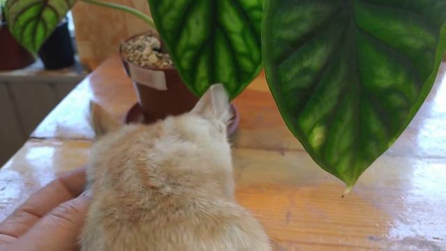 обзор моих алоказий #шкурадракона #блеквильвет #алоказиярегалшилдс #амазоникаред #алоказиякукулата смотреть онлайн