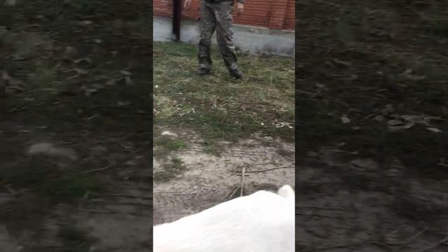 Малика из Дома Шипуновых смотреть онлайн