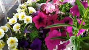 Петуния ампельная и кустовая в моем саду.