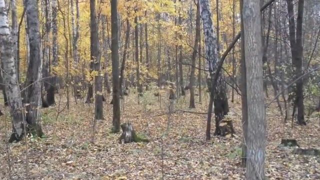 Парк Лосиный остров... смотреть онлайн