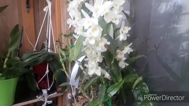 131🌼ЦВЕТЕНИЕ ДЕНДРОБИУМА НОБИЛЕ🌼 смотреть онлайн