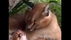 Большой и маленький шлёпа говорят ПЕЛЬМЕНИ! Оригинал.