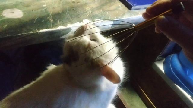 Кошки с ума сходят от этого массажёра чесалки! смотреть онлайн