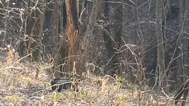 Встреча с шакалом в лесу, Краснодарский край смотреть онлайн