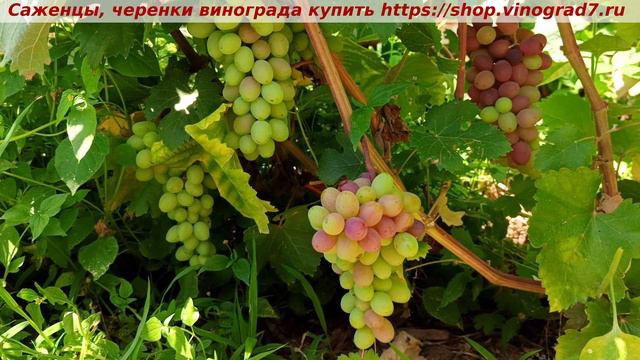 КЛУБНИЧНЫЙ 9 июля 2024 года - парад окрашивания ультраранних сортов и форм винограда в сравнении смотреть онлайн