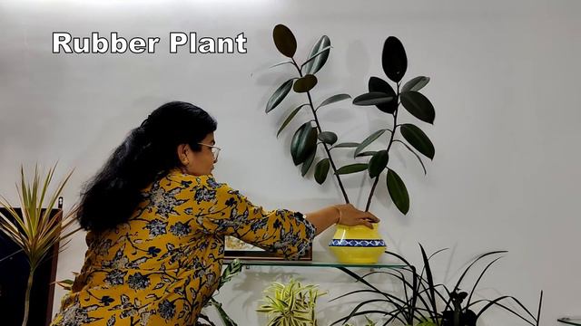 Best indoor plants for clean air, rough tough indoor plants in style, Varsha Aundhia, in English смотреть онлайн