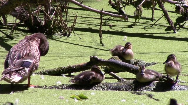 Дикие утки. Кряква с утятами чистят пёрышки || mallard duck with ducklings смотреть онлайн